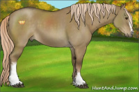 Horse Color:White Spotted Chocolate Palomino Dun Rabicano 