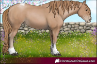 Horse Color:Black Pearl Tobiano 