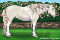 Horse Color:Smoky Creme Sabino Tobiano 