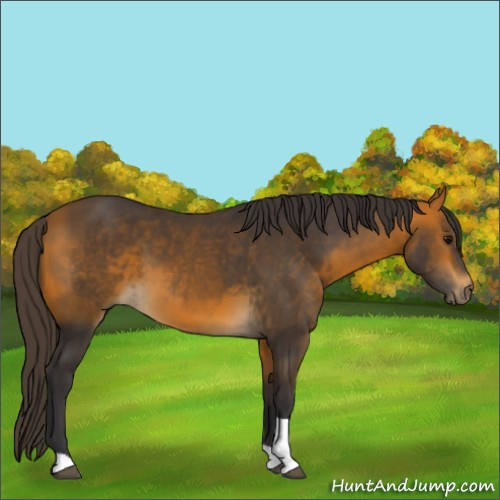 Horse Color:Buckskin Tobiano