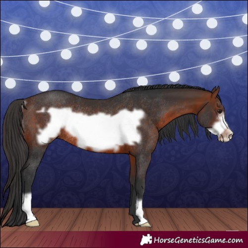 Horse Color:Brown Frame Rabicano 