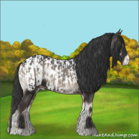 Horse Color:Blue Onyx  and Blue Onyx Near Leopard 