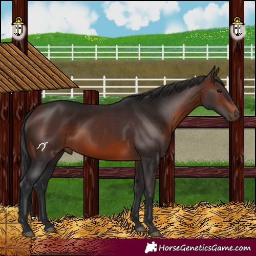 Horse Color:Brown 