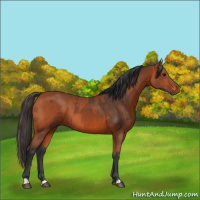 Horse Color:Bay Rabicano  and Bay Rabicano 