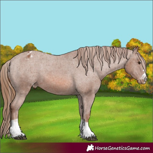 Horse Color:Chestnut Appaloosa 