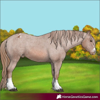 Horse Color:Chestnut Appaloosa 