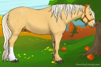 Horse Color:Palomino