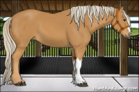 Horse Color:Palomino 