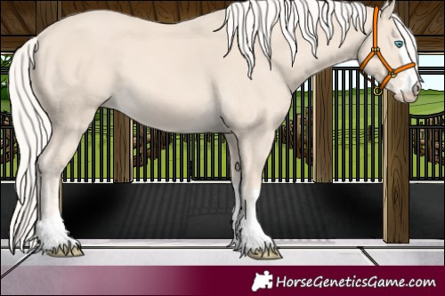 Horse Color:Cremello 