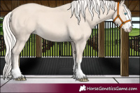 Horse Color:Cremello 