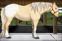 Horse Color:Palomino Dun Appaloosa 