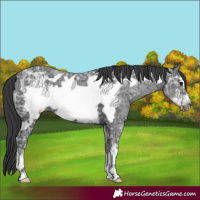 Horse Color:Black Ice Frame