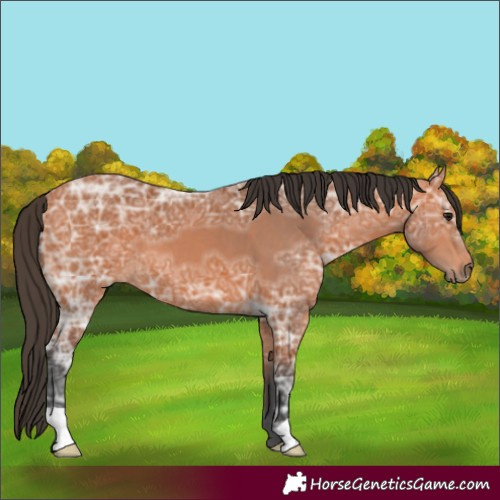 Horse Color:Bay Ice 