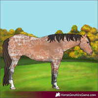 Horse Color:Bay Ice