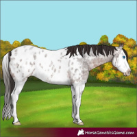 Horse Color:Brown Ice Roan Splash Appaloosa 