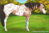 Horse Color:Bay Ice Sabino Appaloosa 