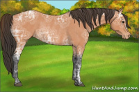 Horse Color:Bay Ice Appaloosa Rabicano