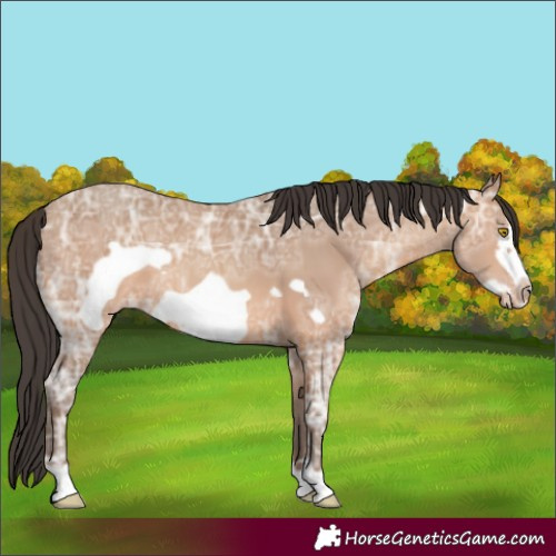 Horse Color:Amber Champagne Ice Frame 