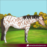 Horse Color:Bay Ice Appaloosa 