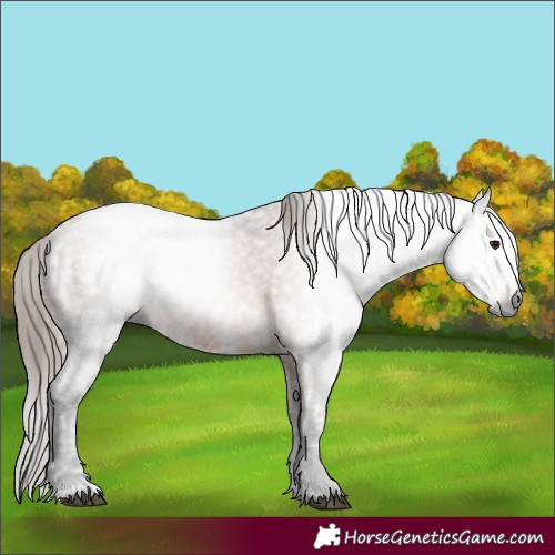Horse Color:Gray Bay Ice Appaloosa 