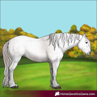 Horse Color:Gray Bay Ice Appaloosa 