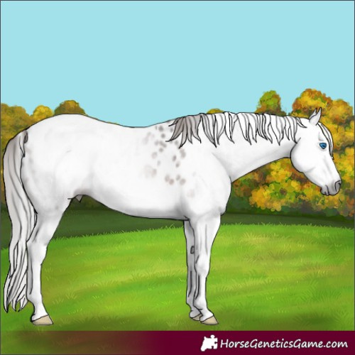 Horse Color:Gray Bay Splash Appaloosa 