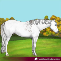 Horse Color:Gray Bay Splash Appaloosa 