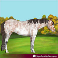 Horse Color:Bay Roan Sabino Appaloosa 