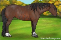 Horse Color:Brown Rabicano  and Bay Rabicano 