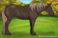 Horse Color:Liver Chestnut Rabicano 