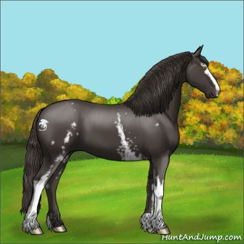 Horse Color:White Spotted Smoky Black 