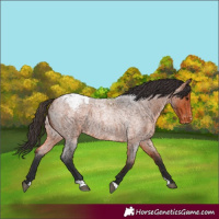 Horse Color:Bay Roan Appaloosa Rabicano 