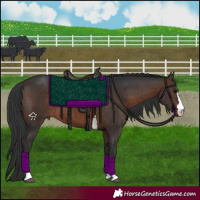 Horse Color:Brown 