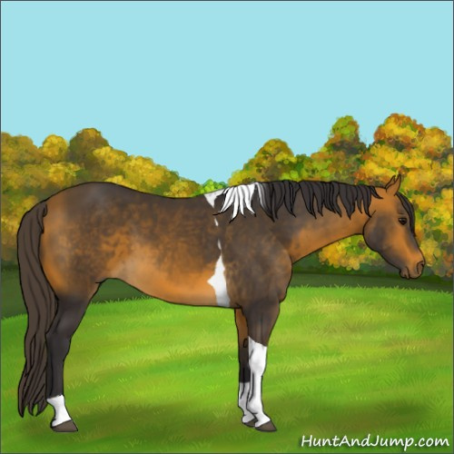Horse Color:Buckskin Tobiano 