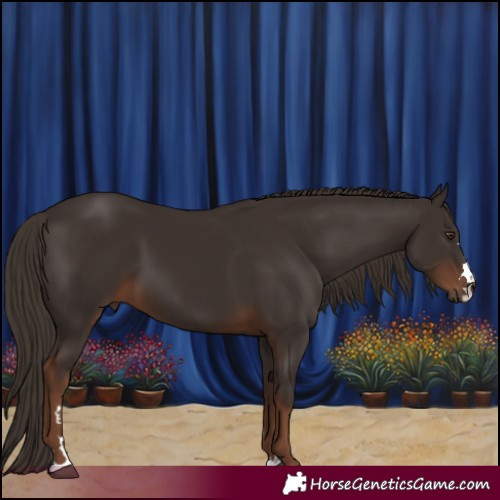 Horse Color:Liver Chestnut 