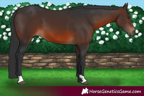Horse Color:Brown 
