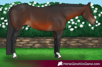 Horse Color:Brown 