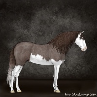 Horse Color:Liver Red Roan Splash