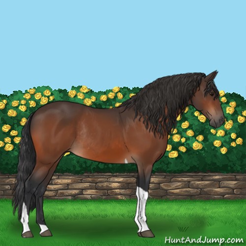 Horse Color:Bay Tobiano Rabicano