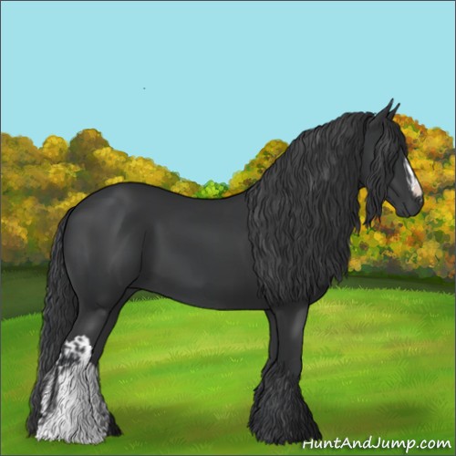 Horse Color:Black  and Black 