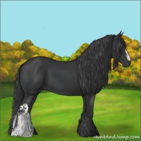 Horse Color:Black  and Black 