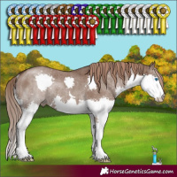 Horse Color:Liver Red Dun Splash Rabicano Brindle 