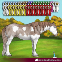 Horse Color:Liver Red Dun Splash Rabicano Brindle