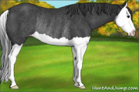 Horse Color:Black Splash Varnish Rabicano