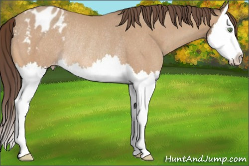 Horse Color:Amber Champagne Splash Varnish Rabicano 