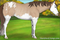 Horse Color:Amber Champagne Splash Appaloosa Rabicano 