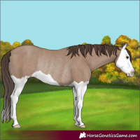 Horse Color:Classic Champagne Splash Rabicano 