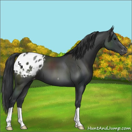 Horse Color:Black Appaloosa 