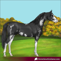 Horse Color:Black Sabino 