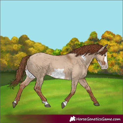 Horse Color:Red Dun Frame 
